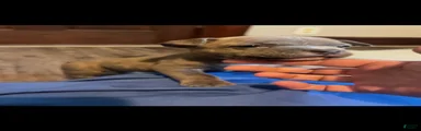 American Bully 1