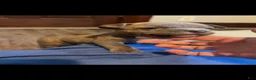 American Bully dogs for sale: American Bully 1 - Ad 1