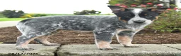Australian Cattle Dog dogs for sale: Fiona - Ad 4