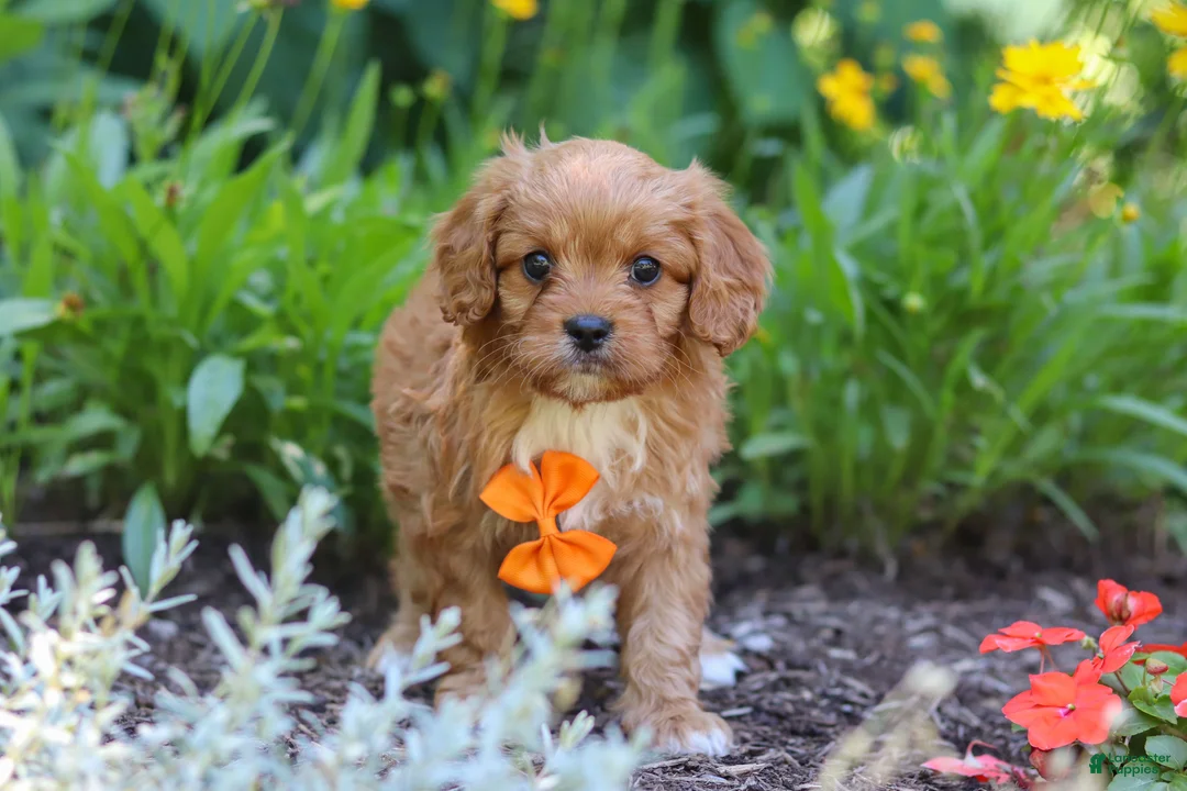 Cavapoo dogs for sale: Brett - Ad 1