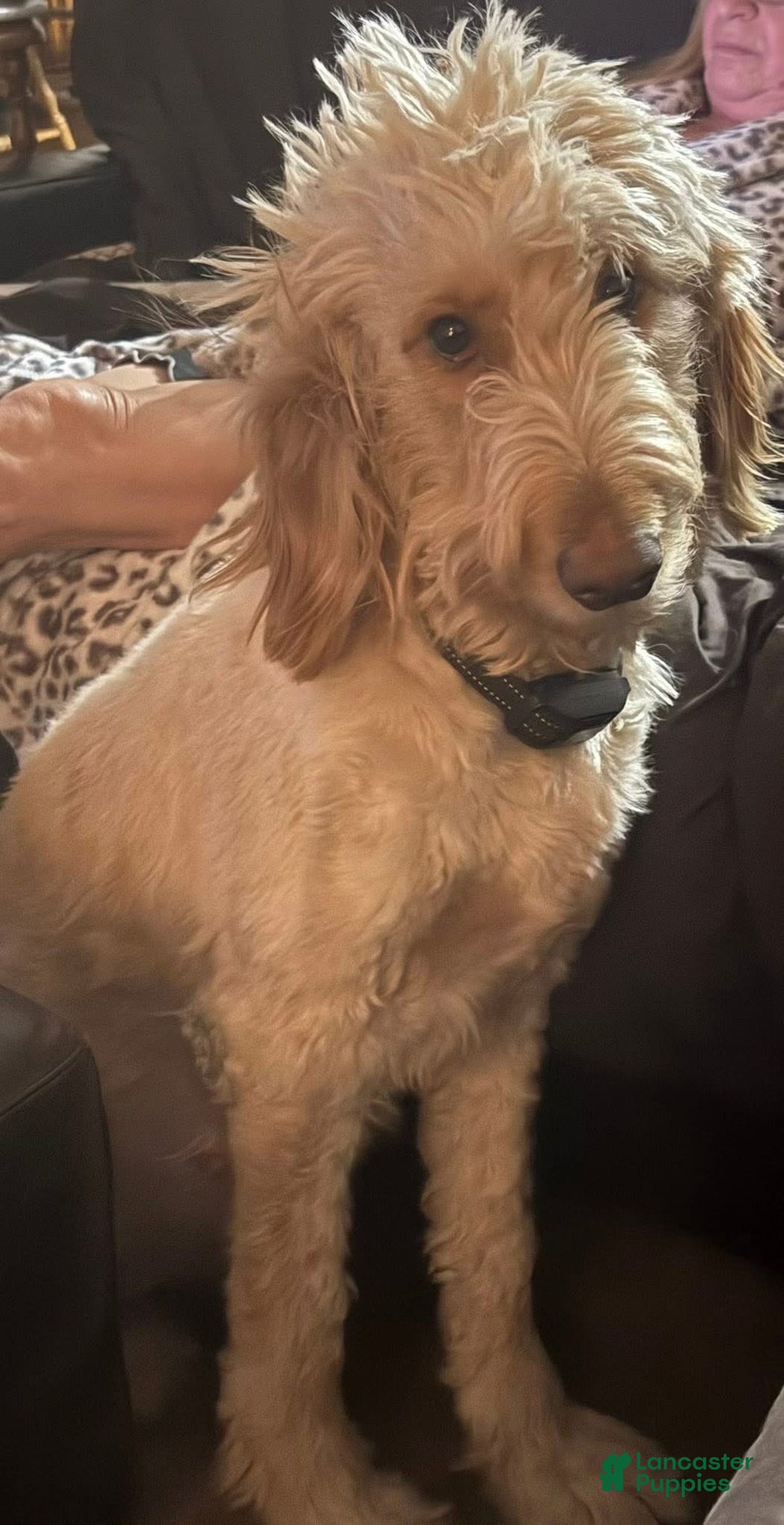 Goldendoodle dogs for sale: Red - Ad 4