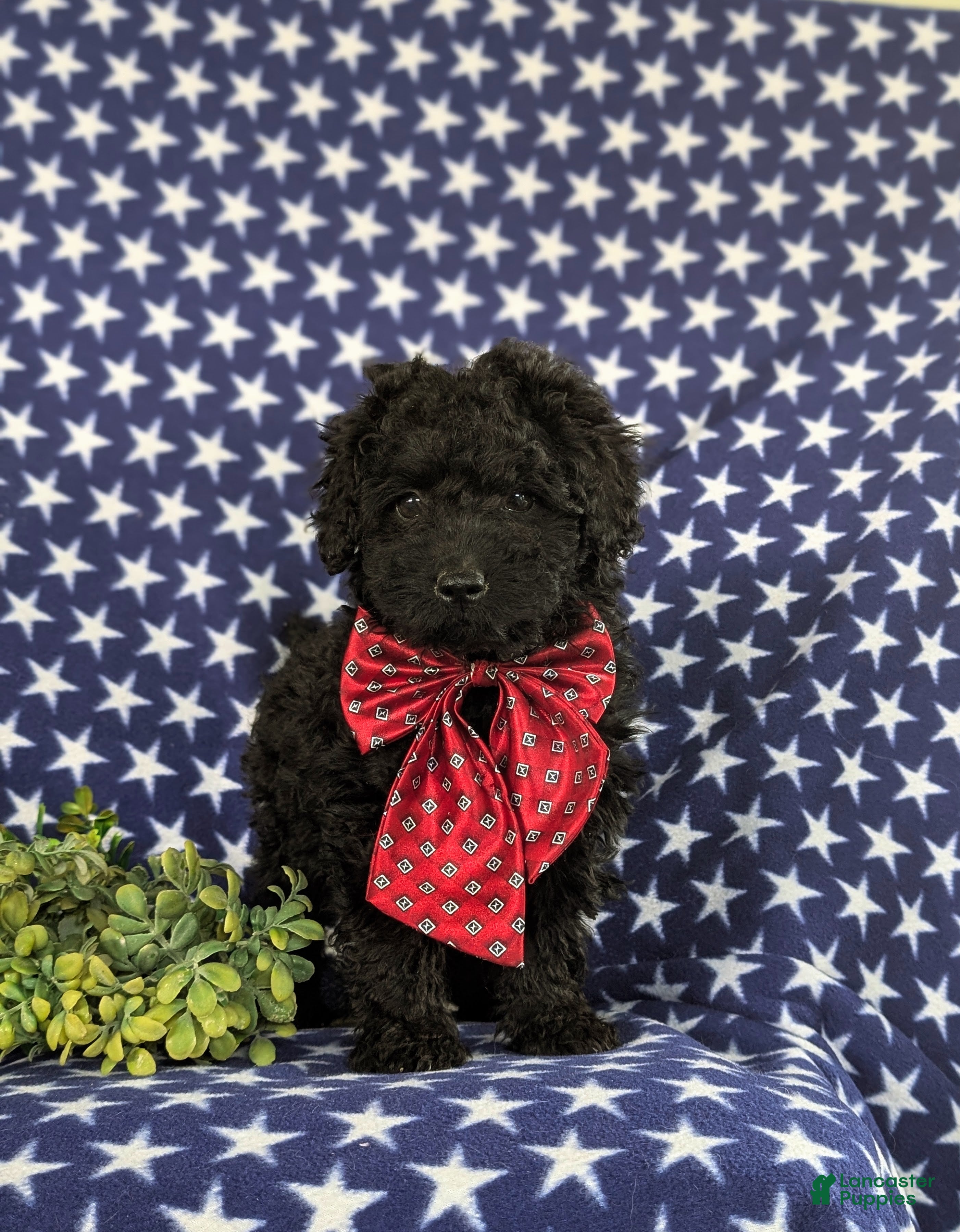 Cockapoo dogs Jarod Hypoallergenic - Ad 2