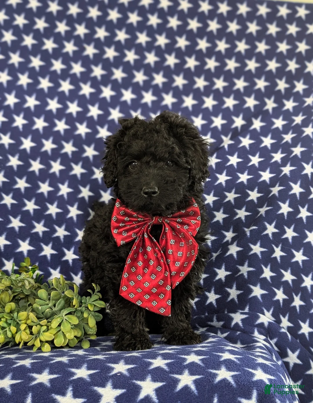 Cockapoo dogs for sale: Jarod Hypoallergenic - Ad 2