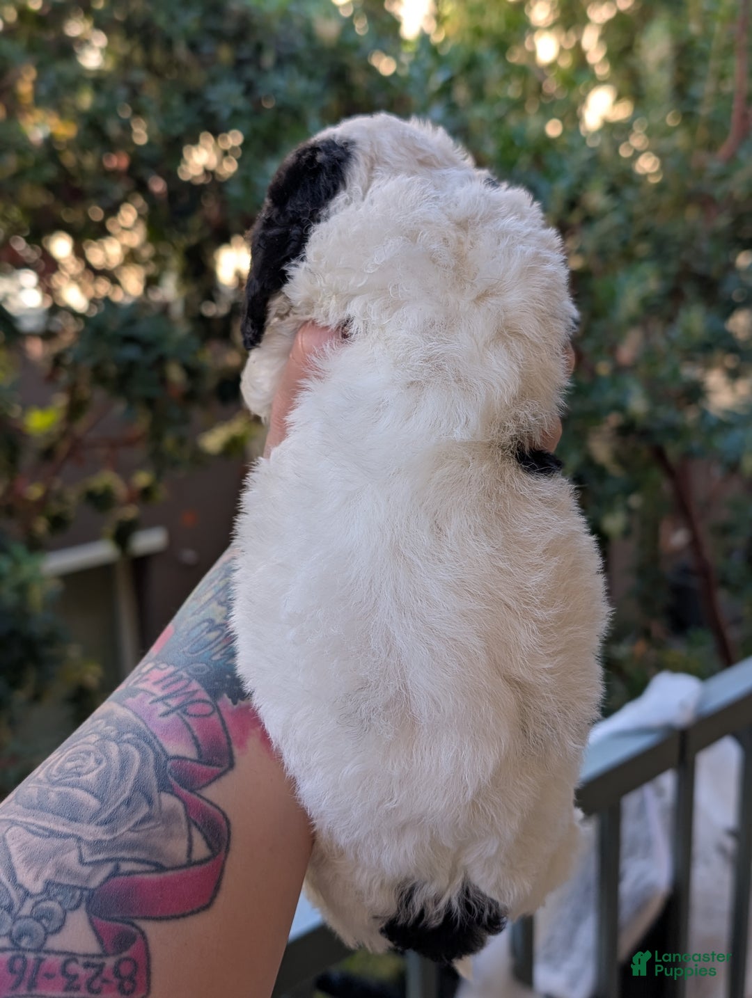 Mixed Breed dogs for sale: MAKI - Ad 6