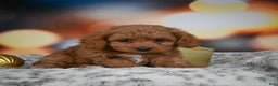 Cavapoo dogs for sale: Coco - Ad 6