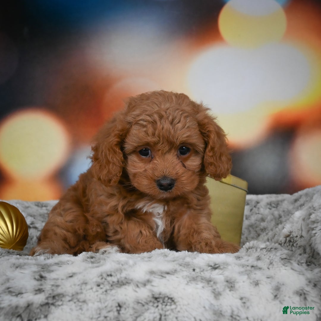Cavapoo dogs for sale: Coco - Ad 6
