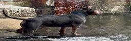 American Bully dogs for sale: Leia - Ad 3