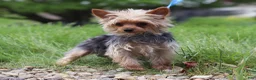 Yorkshire Terrier dogs for sale: Cora - Ad 6