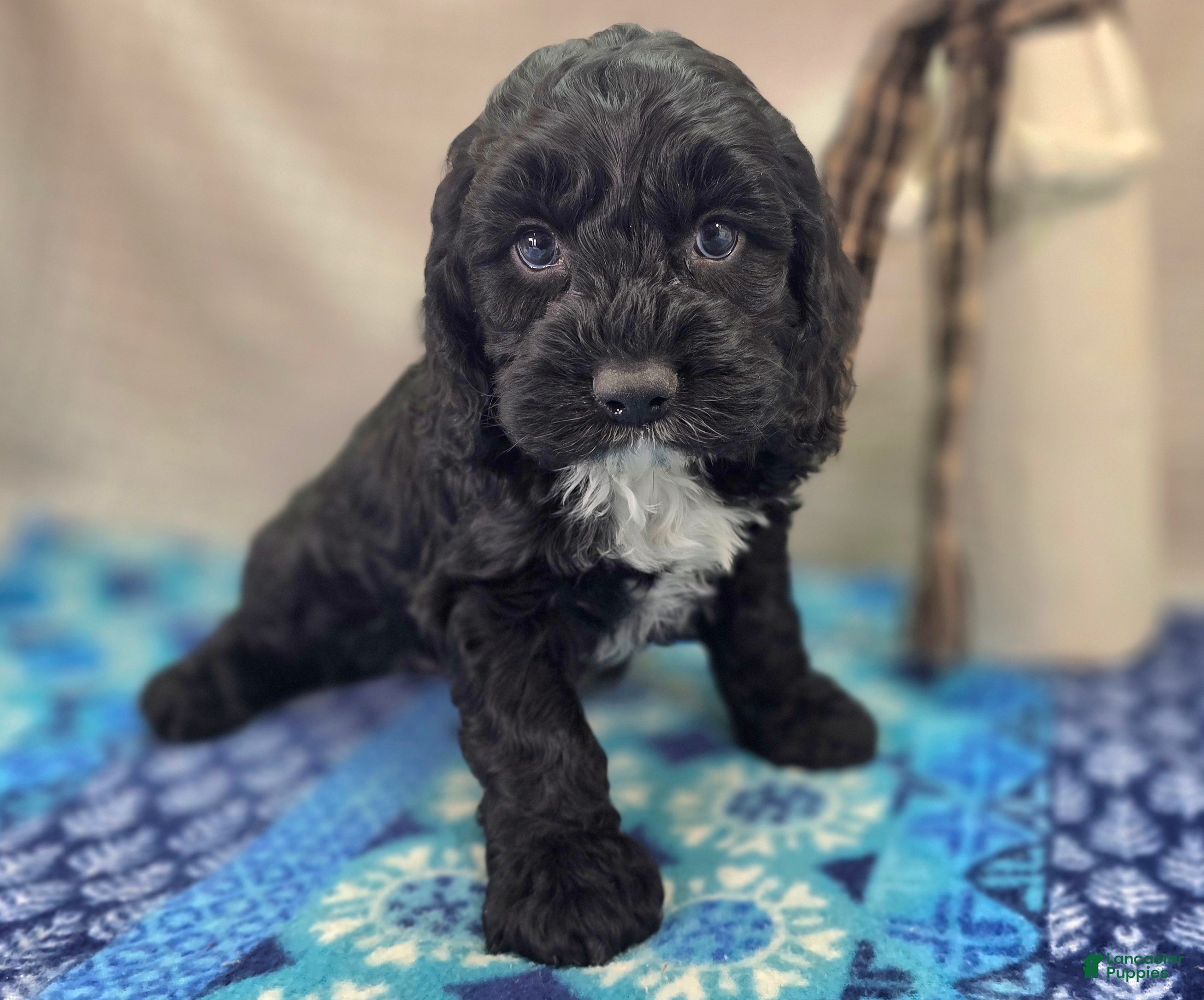 Cockapoo dogs Sirius - Ad 6