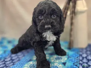 Cockapoo dogs Sirius - Ad 6