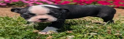 Boston Terrier dogs for sale: Hershey - Ad 5