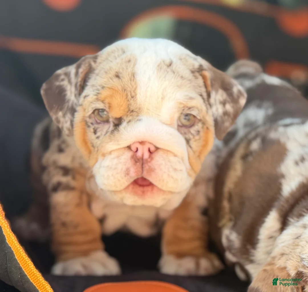 English Bulldog dogs for sale: Miss Calypso - Ad 2