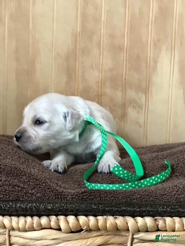 Golden Retriever dogs Miss Forest Green  - Ad 3