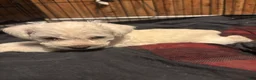 Miniature Schnauzer dogs for sale: Miniature Schnauzer 3 - Ad 5