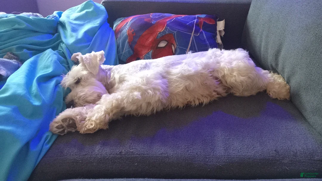 Miniature Schnauzer dogs for sale: Berry - Ad 4