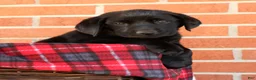 Labrador Retriever dogs for sale: Allie - Ad 6