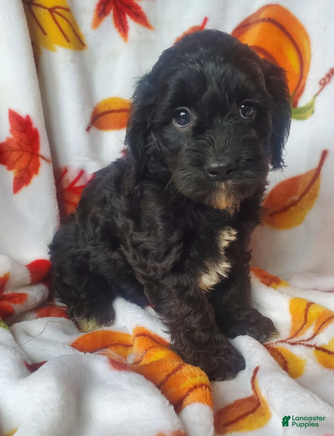 Cockapoo dogs for sale: Opal - Ad 1