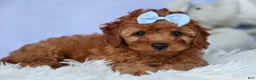Cavapoo dogs for sale: TYSON - Ad 8