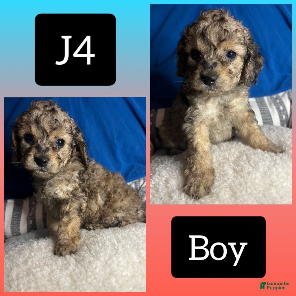 Cavapoo dogs Cavapoo 4 - Ad 15
