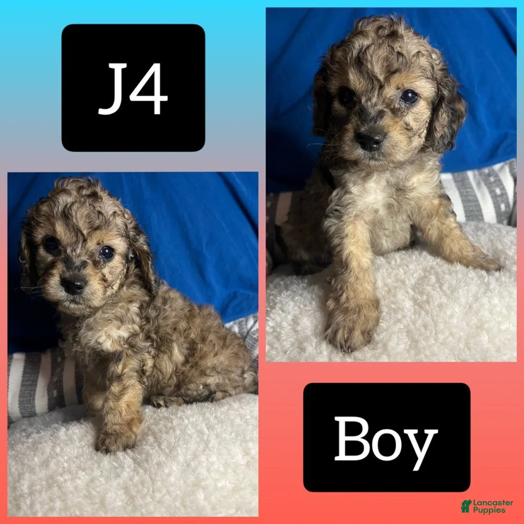 Cavapoo dogs for sale: Cavapoo 4 - Ad 1