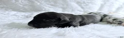 Great Dane dogs for sale: Artemis - Ad 2