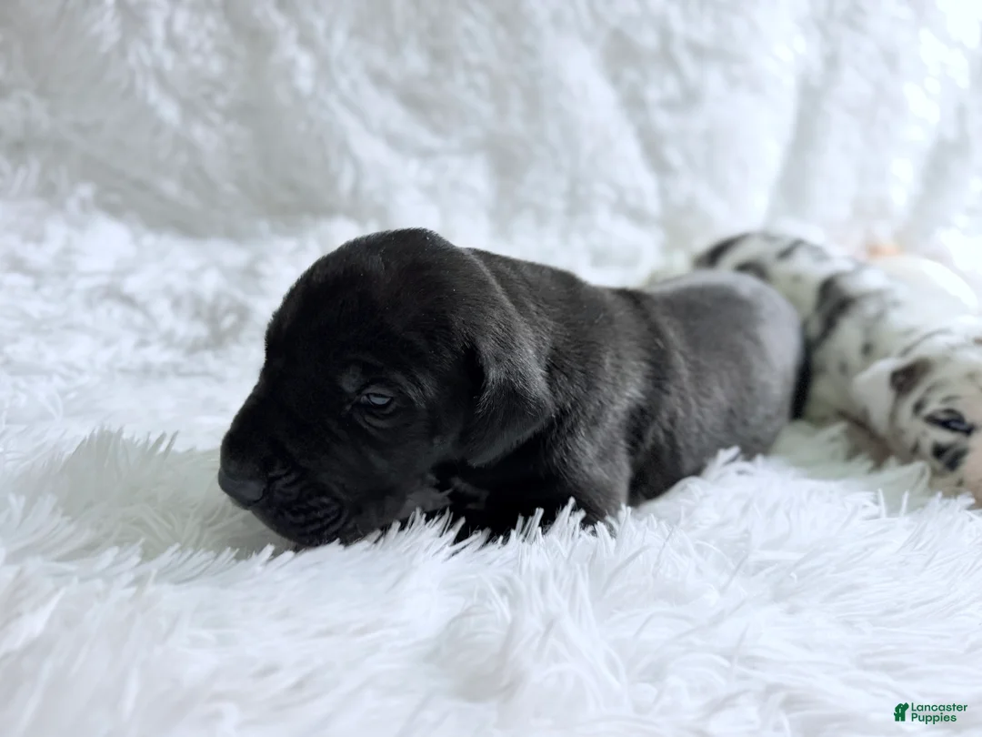 Great Dane dogs for sale: Artemis - Ad 2