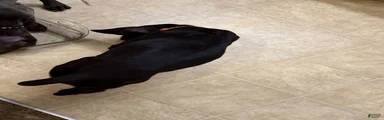Cane Corso 1