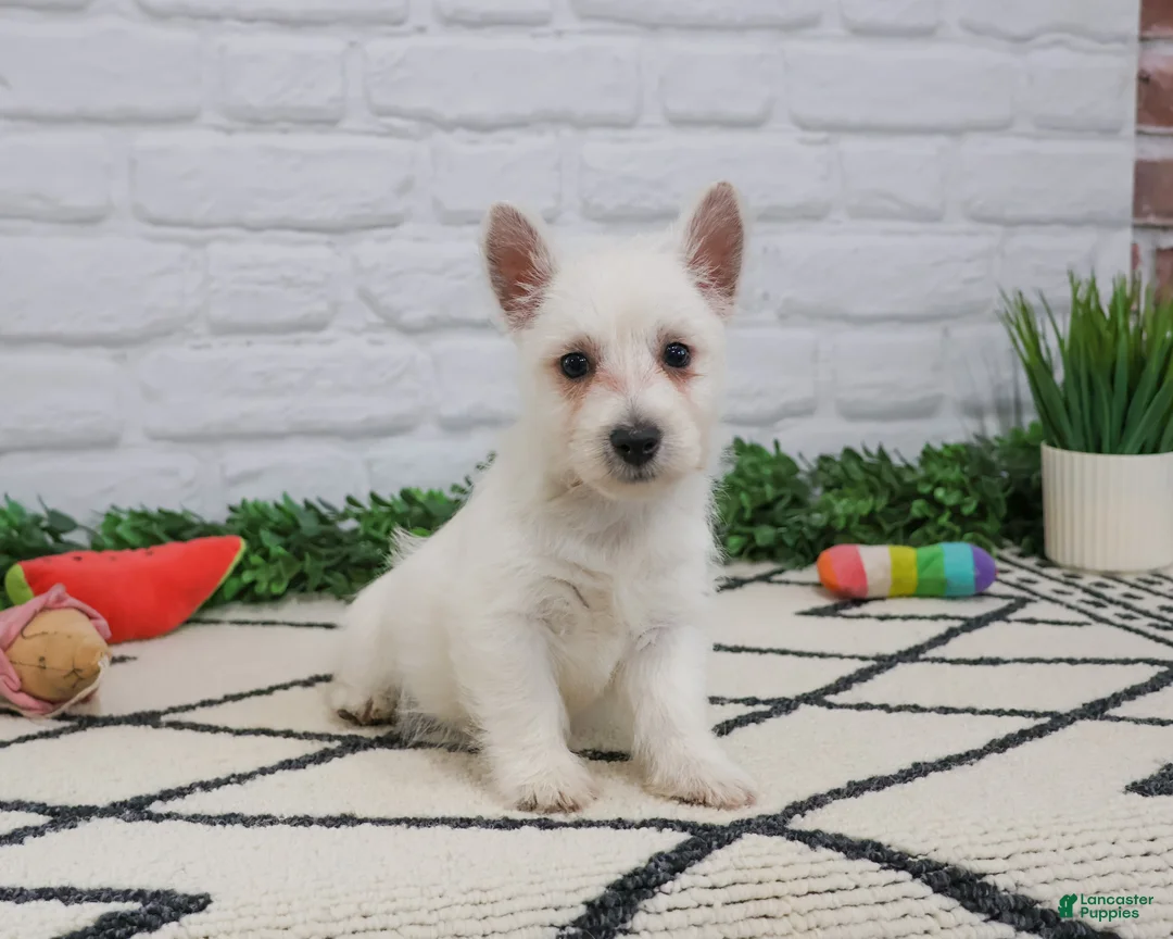 West Highland Terrier dogs for sale: Quincey  - Ad 2
