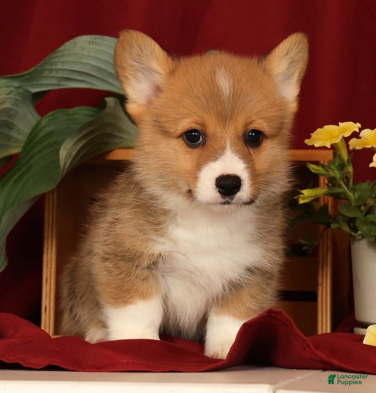 Welsh Corgi Pembroke dogs Justin - Ad 2