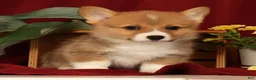 Welsh Corgi Pembroke dogs for sale: Justin - Ad 2