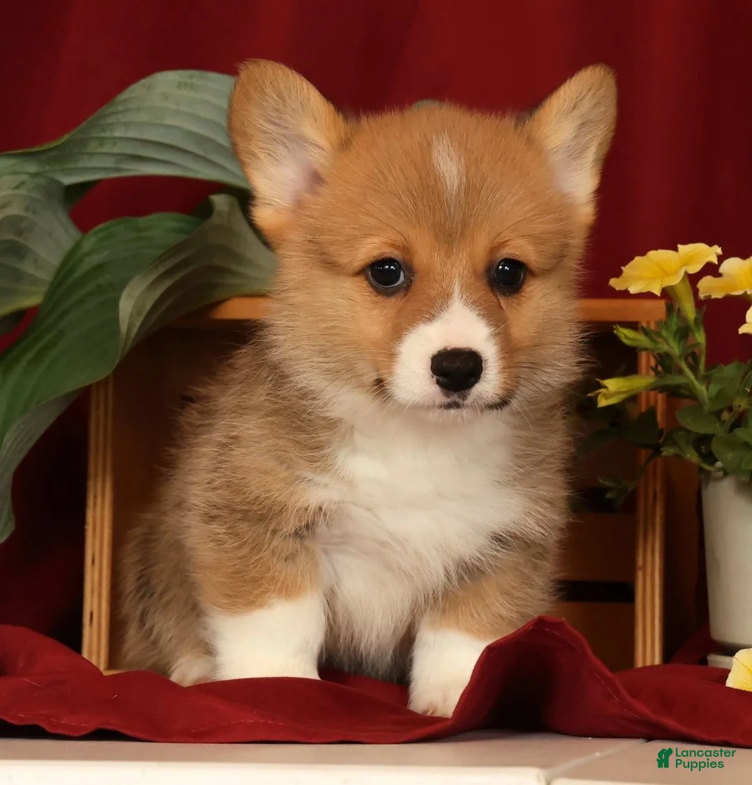 Welsh Corgi Pembroke dogs for sale: Justin - Ad 2