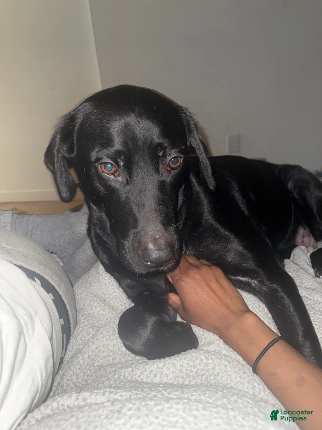 Mixed Breed dogs for sale: Mixed Breed Puppy 3 - Ad 3