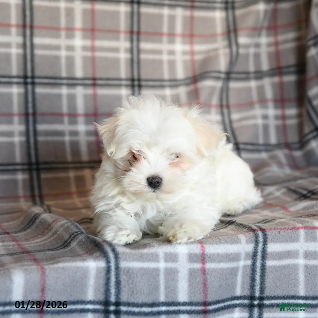Maltese dogs for sale: Sasha - Ad 4