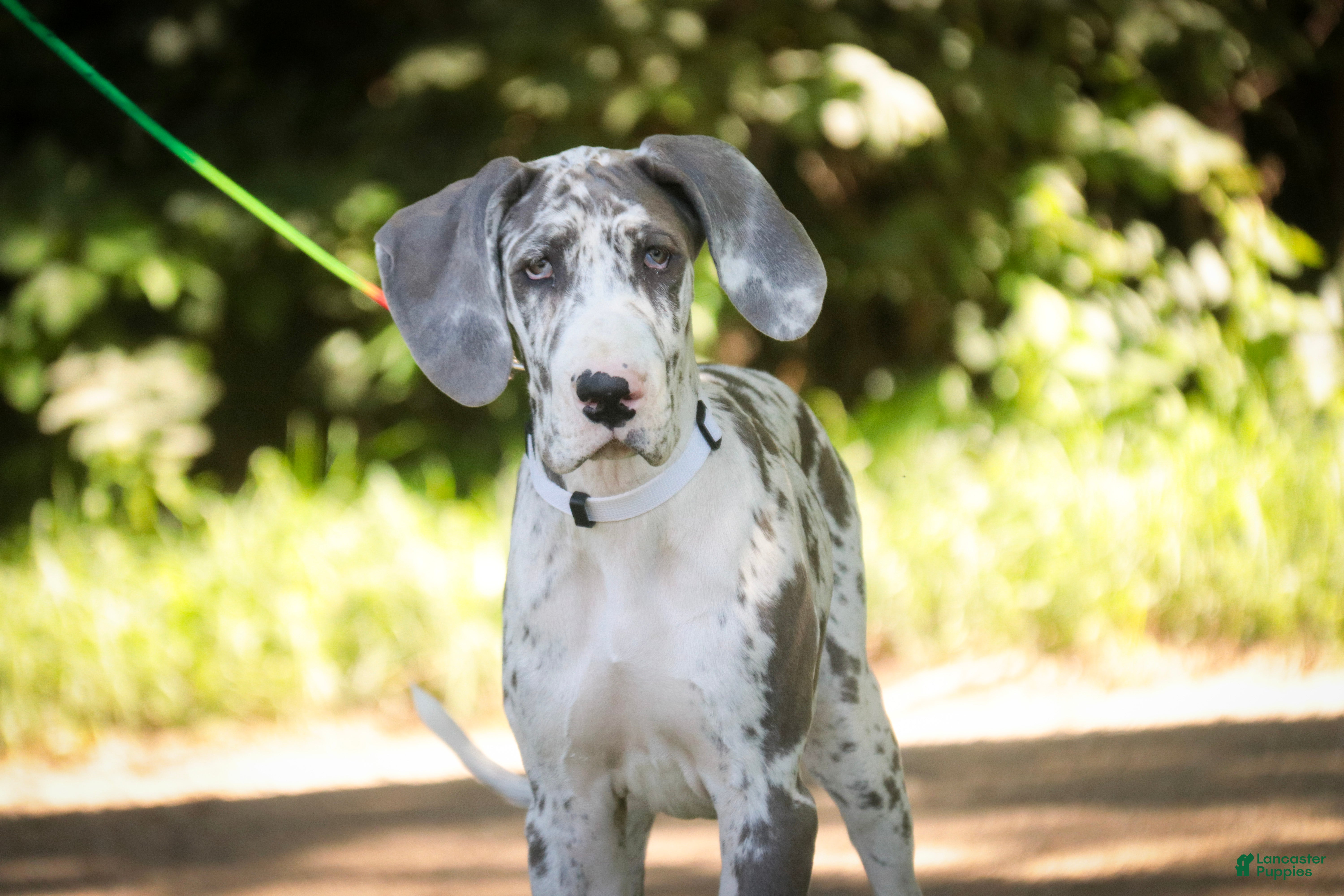 Great Dane dogs Stella - Ad 1