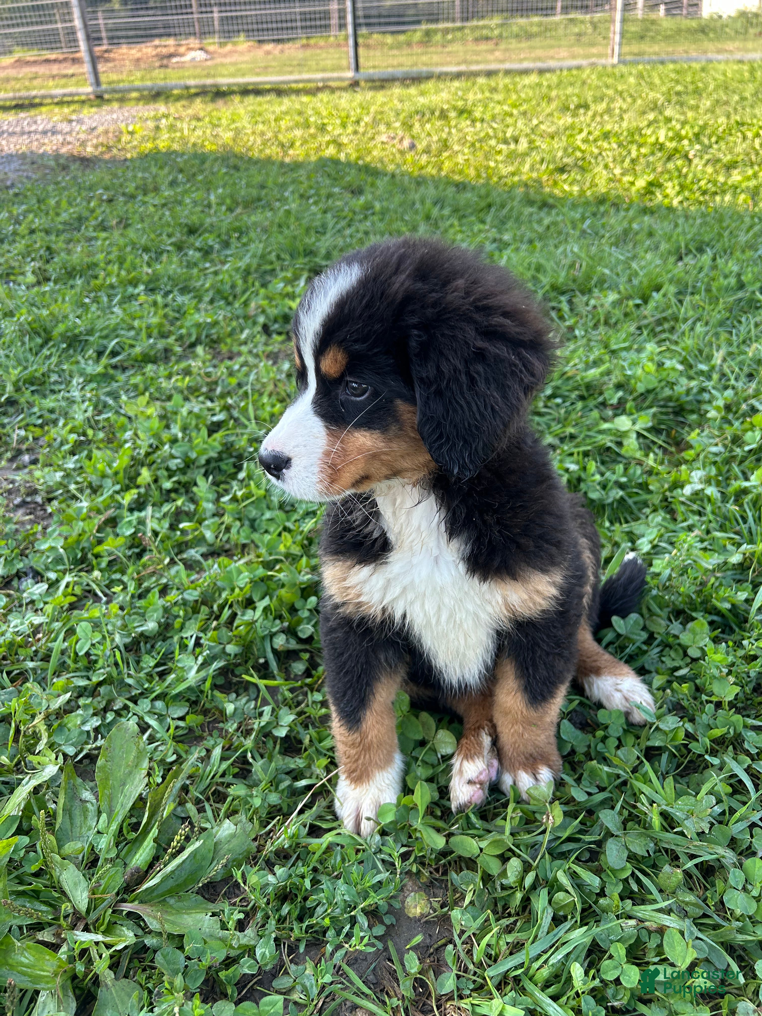 Bernese Mountain Dog dogs Penelope - Ad 25
