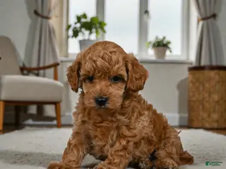 Miniature Poodle dogs Bella - Ad 39