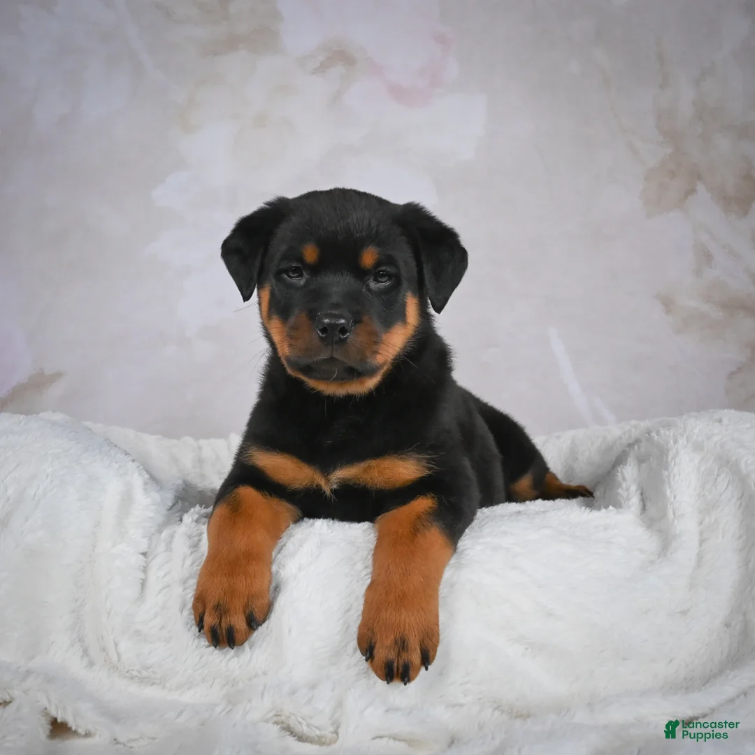 Rottweiler dogs for sale: Turbo - Ad 6
