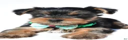 Yorkshire Terrier dogs for sale: Josh - Ad 4
