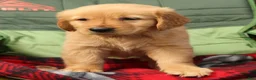 Golden Retriever dogs for sale: Juniper - Ad 8