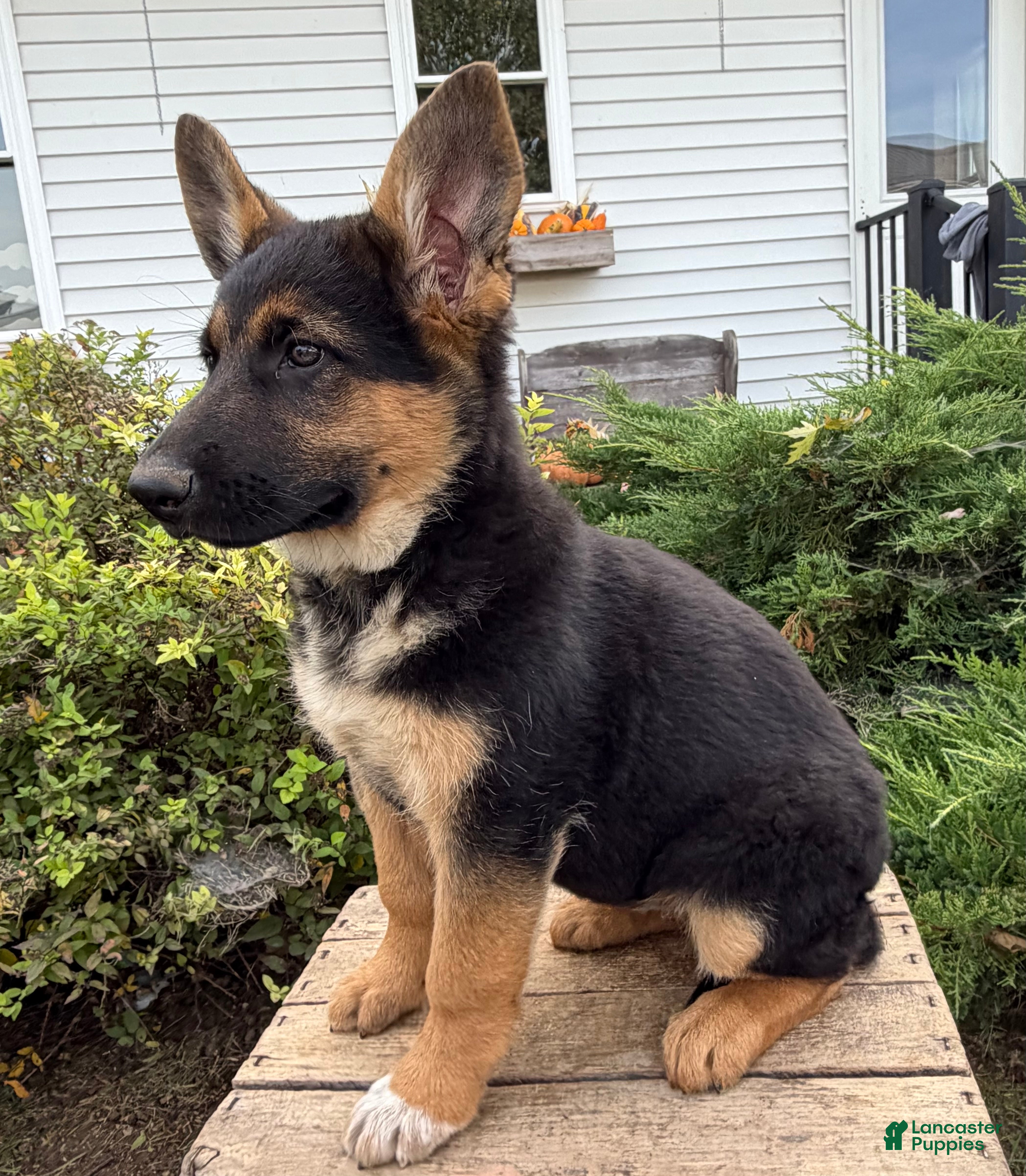 German Shepherd dogs for sale: Delaney - Ad 2