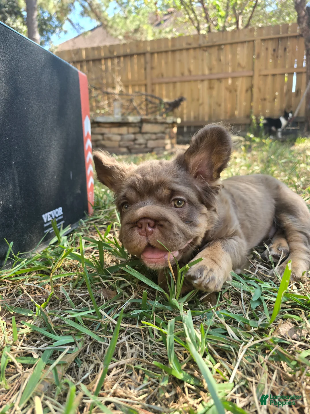 French Bulldog dogs for sale: Canelo - Ad 2