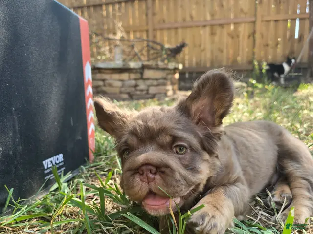 French Bulldog dogs for sale: Canelo - Ad 2