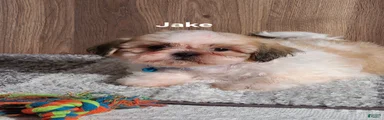 Jake 