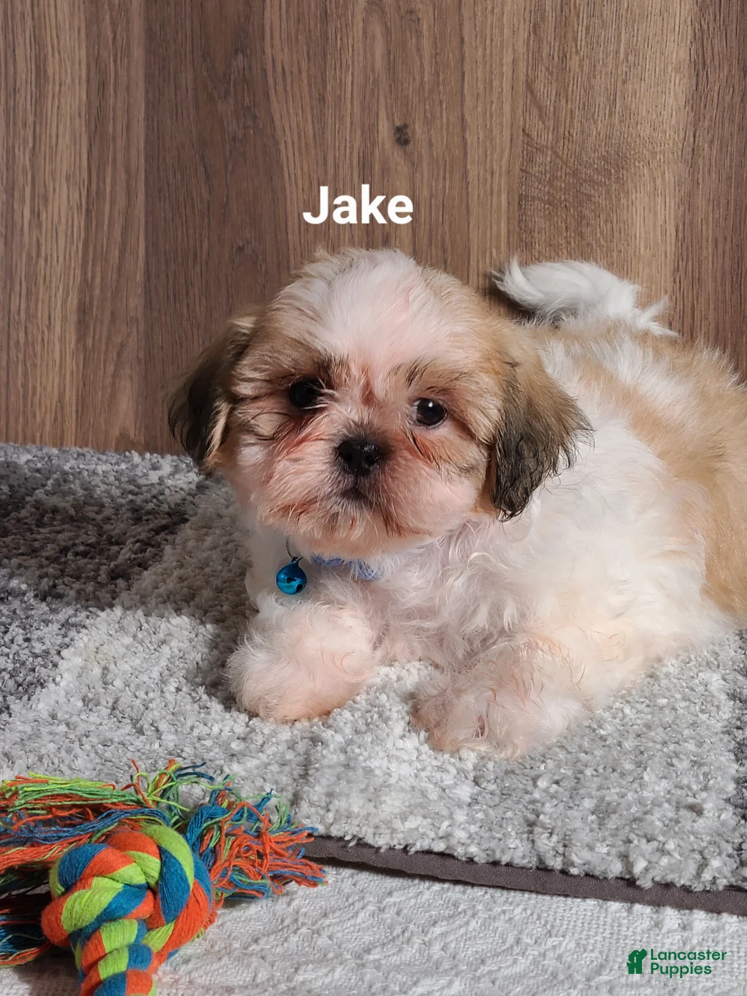 Shih Tzu dogs for sale: Jake  - Ad 1