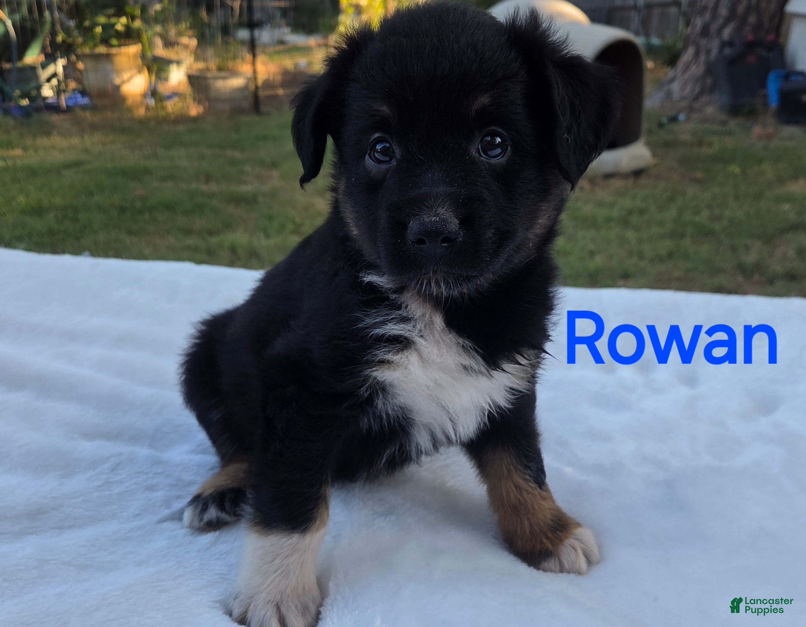 Australian Shepherd dogs Rowan - Ad 30