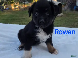Australian Shepherd dogs Rowan - Ad 30