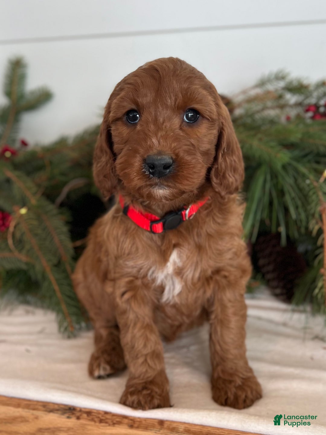 Irish Doodle dogs for sale: Maggie - Ad 5