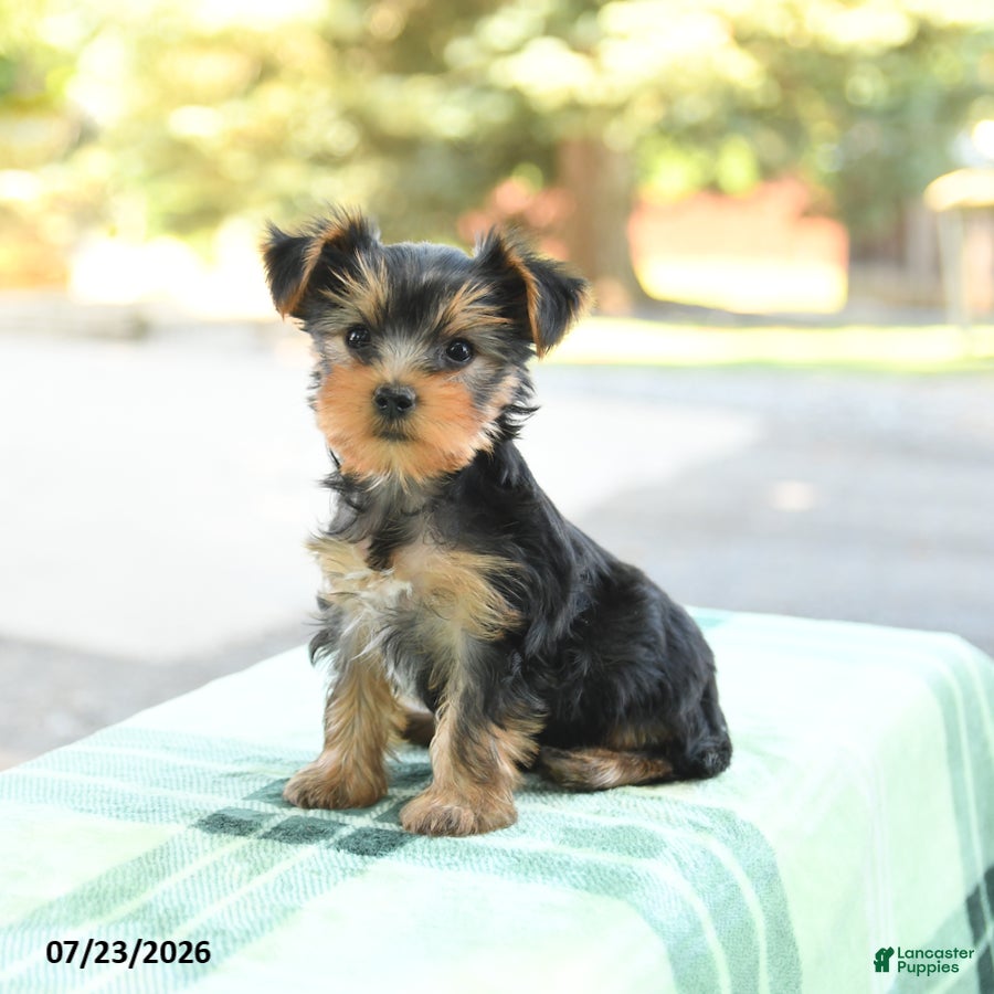 Yorkshire Terrier dogs Skippy - Ad 2