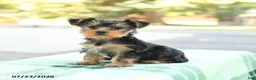Yorkshire Terrier dogs for sale: Skippy - Ad 2