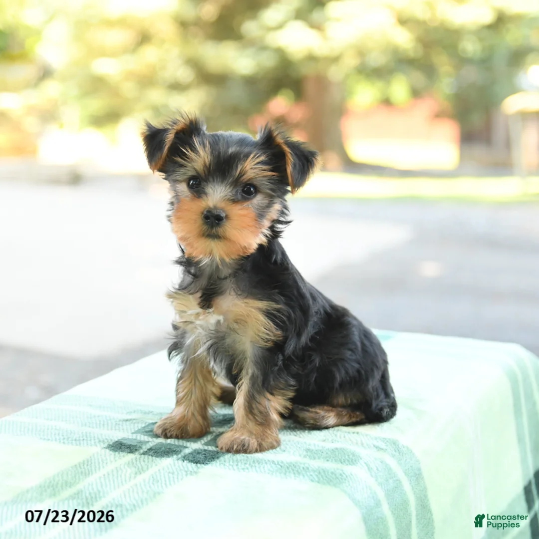 Yorkshire Terrier dogs for sale: Skippy - Ad 2